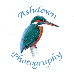 Ashdown Photography